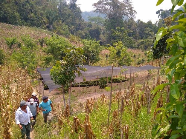 Conservando los Recursos Naturales del paisaje biocultural de Montañas Mayas-Chiquibul a través de la colaboración binacional