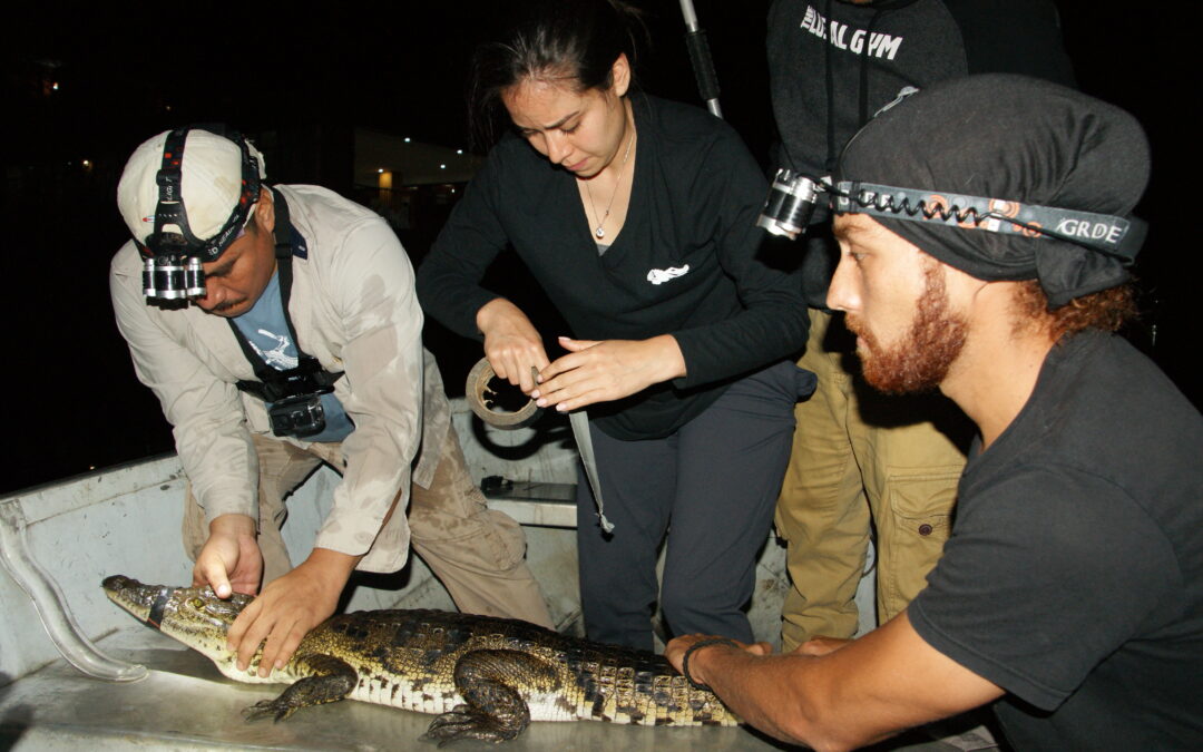 Presentan resultados sobre monitoreo de Crocodylus Moreletii en el Lago Petén Itzá y “Plan de Gestión   para manejo y conservación de la especie en la Cuenca del Lago Petén Itzá”