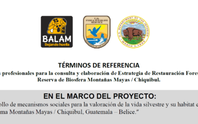 Convocatoria para Contratación de Servicios profesionales para la consulta y elaboración de “Estrategia de Restauración Forestal en la Reserva de Biosfera Montañas Mayas / Chiquibul.”