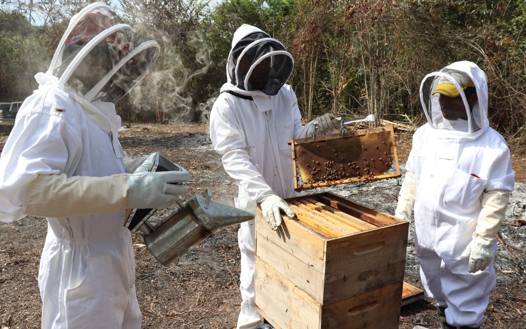 Se forman promotores de apicultura básica sostenible en comunidades de Flores, Petén.
