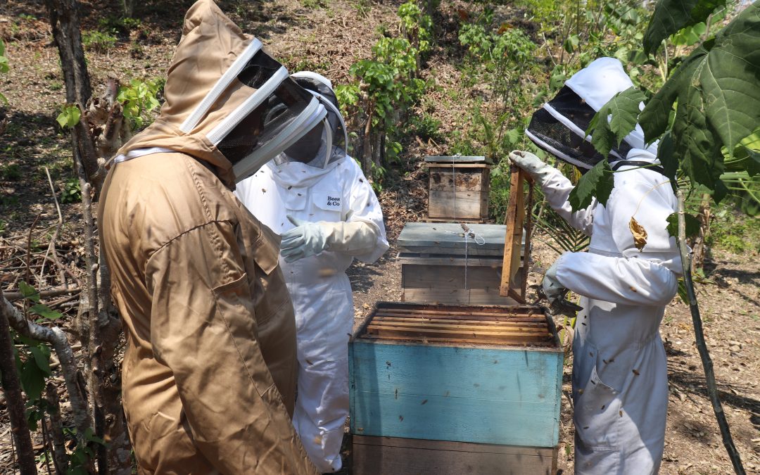 Se forman promotores de apicultura básica sostenible en comunidades de Flores, Petén.