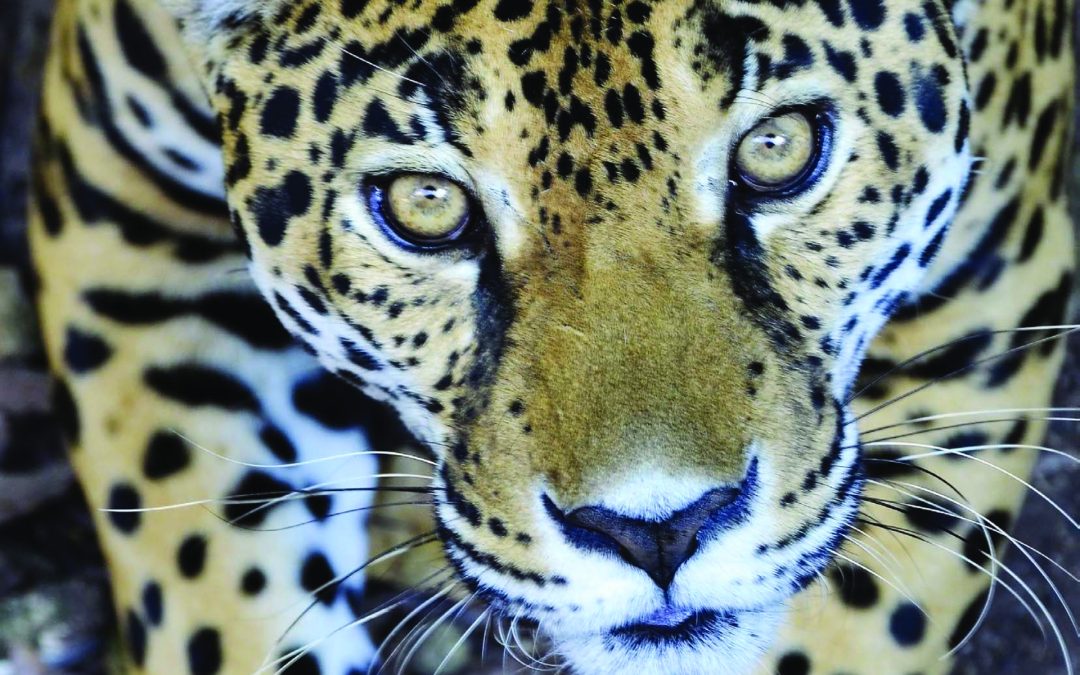 Implementación del programa ciencia ciudadana para el monitoreo de jaguares y sus presas y el plan de acción para promover actividades productivas sostenibles en la Reserva de la Biosfera Maya y Áreas Protegidas del sur de Petén