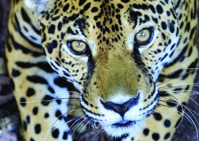 Implementación del programa ciencia ciudadana para el monitoreo de jaguares y sus presas y el plan de acción para promover actividades productivas sostenibles en la Reserva de la Biosfera Maya y Áreas Protegidas del sur de Petén
