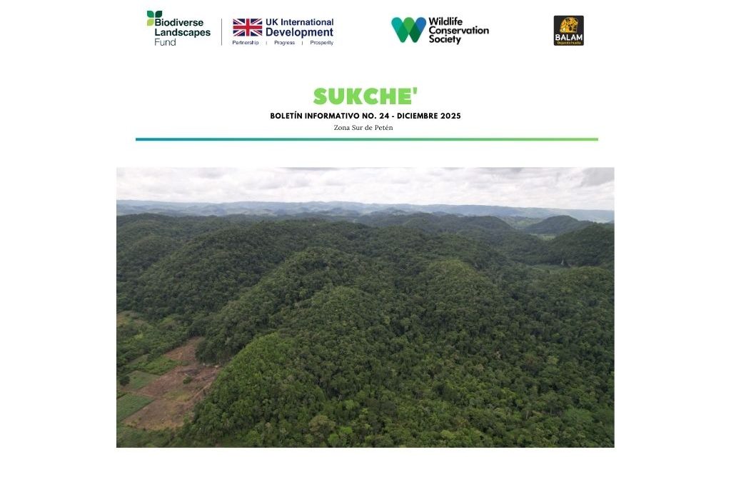 Boletín informativo BLF diciembre 2025